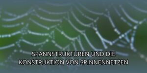 Spannstrukturen und die Konstruktion von Spinnennetzen