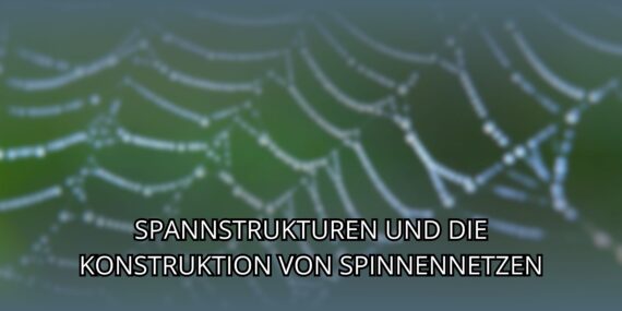 Spannstrukturen und die Konstruktion von Spinnennetzen