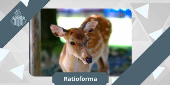 Symmetrie Puzzle Spiele Und Geometrische Transformationen